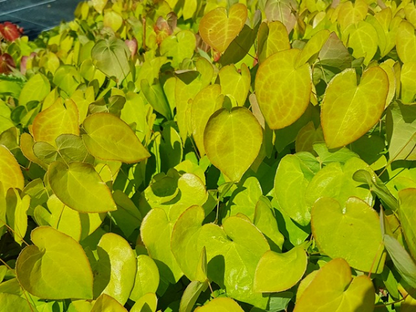 Epimedium x versicolor "Sulphureum"  - (Elfenblume "Sulphureum" ),